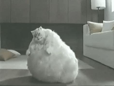 fat cat gif